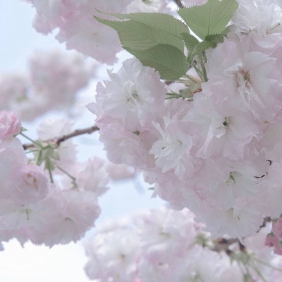 Furry兽设创作灵感FurryQQ群